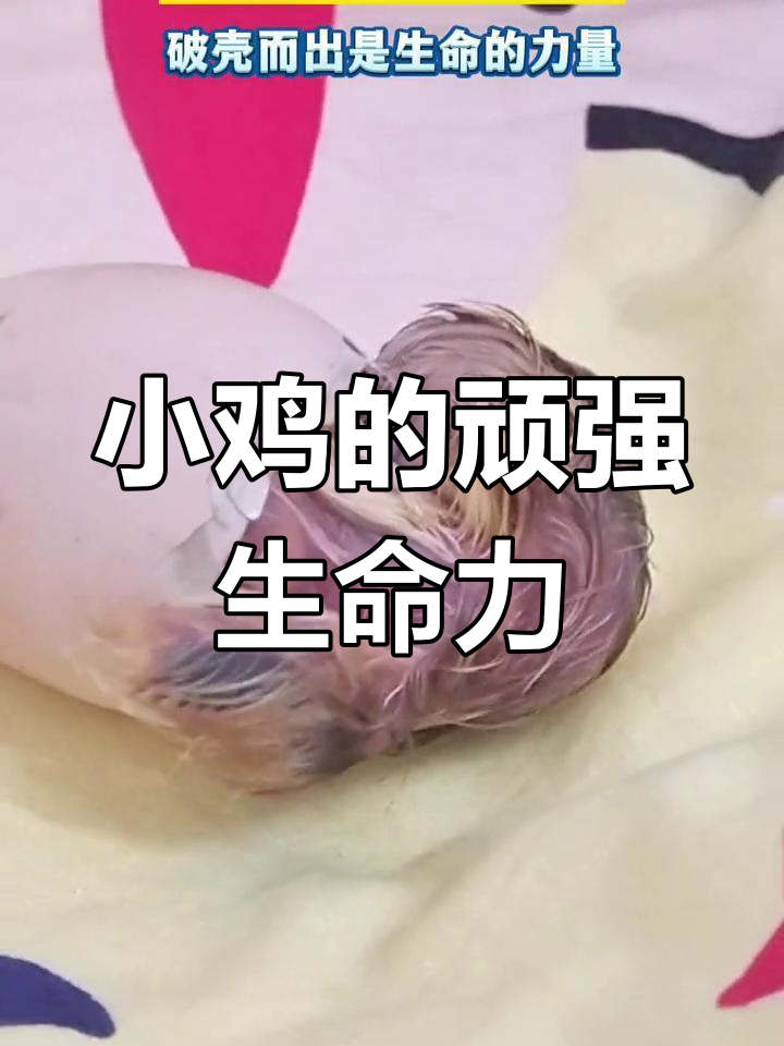 生命的力量:小鸡破壳而出