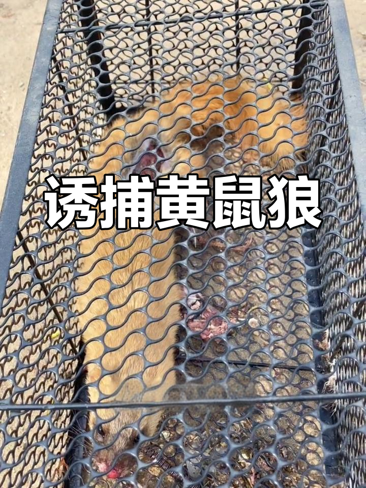 黄鼠狼偷吃鸡蛋被困,竟然这么漂亮!