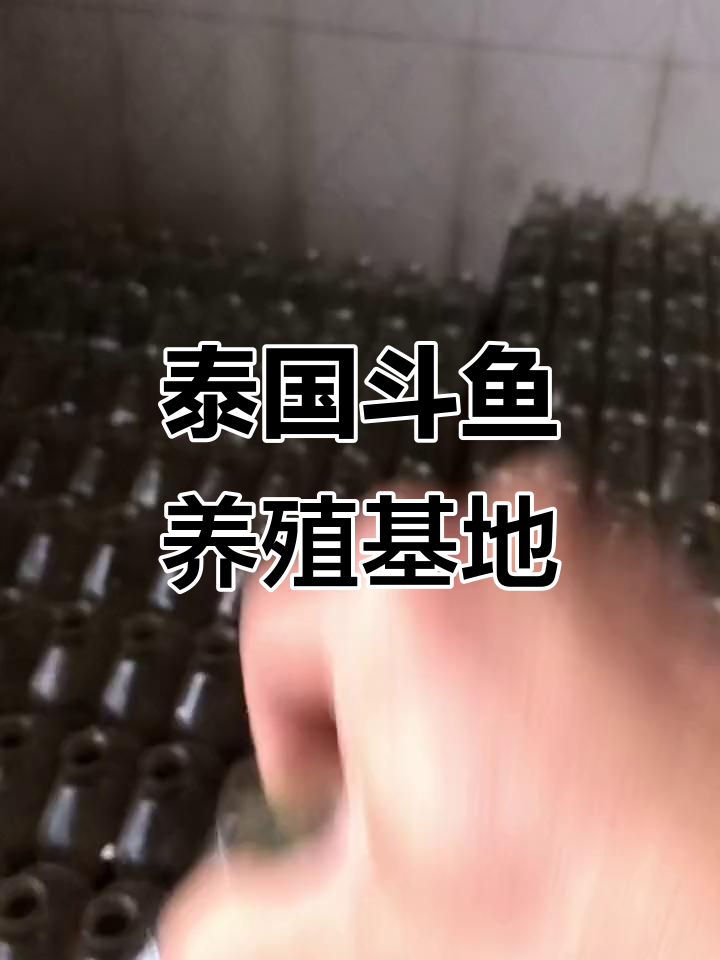 泰国斗鱼养殖基地揭秘：半月玉龙、大理石星河等品种展示