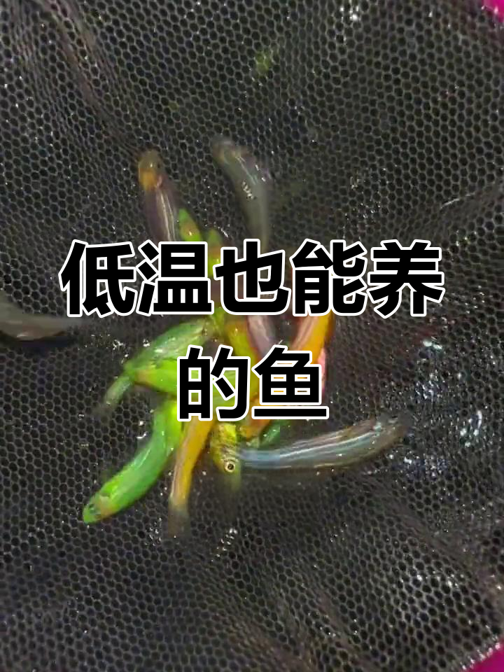 耐低温的美丽观赏鱼,轻松饲养