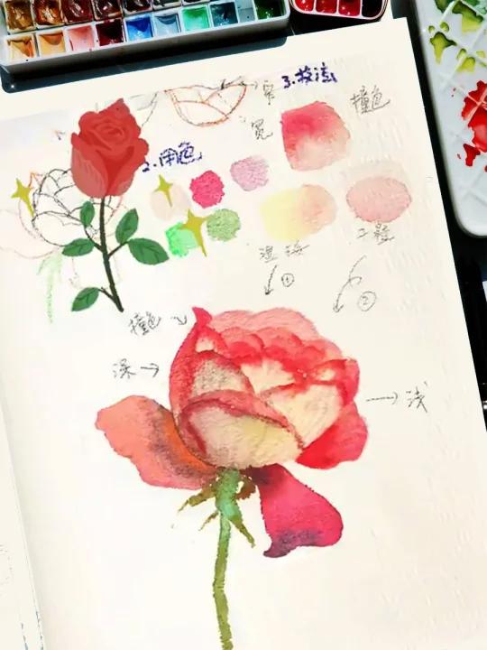 水彩教程:如何绘制一朵玫瑰花呢?