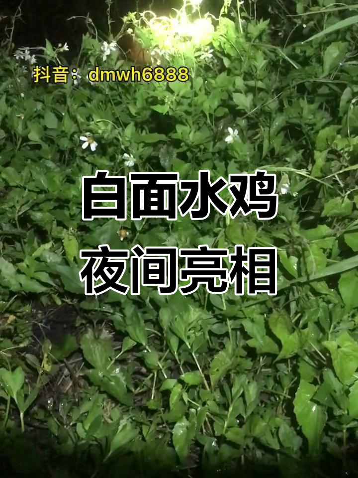 夜拍白面水鸡,神奇动物现身抖音