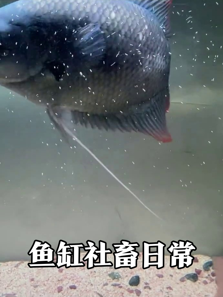 小鱼在鱼缸当社畜,见大鱼秒变“乖宝宝”,太真实了!