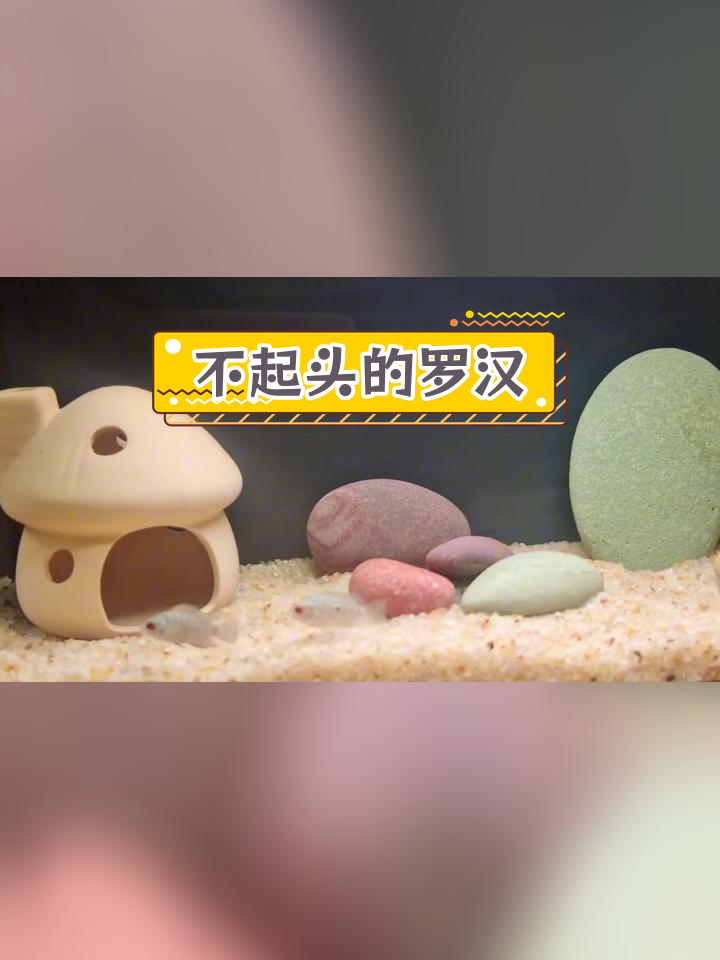 罗汉鱼养了两个月,头没起,就做罗非来养吧