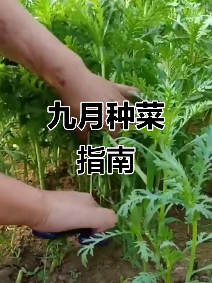 九月份蔬菜种植全攻略,耐热又高产的品种推荐