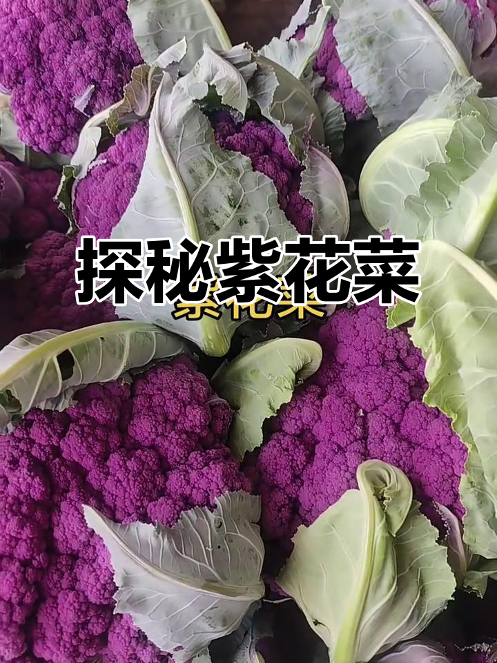 紫花菜与紫松花的秘密,你了解吗?