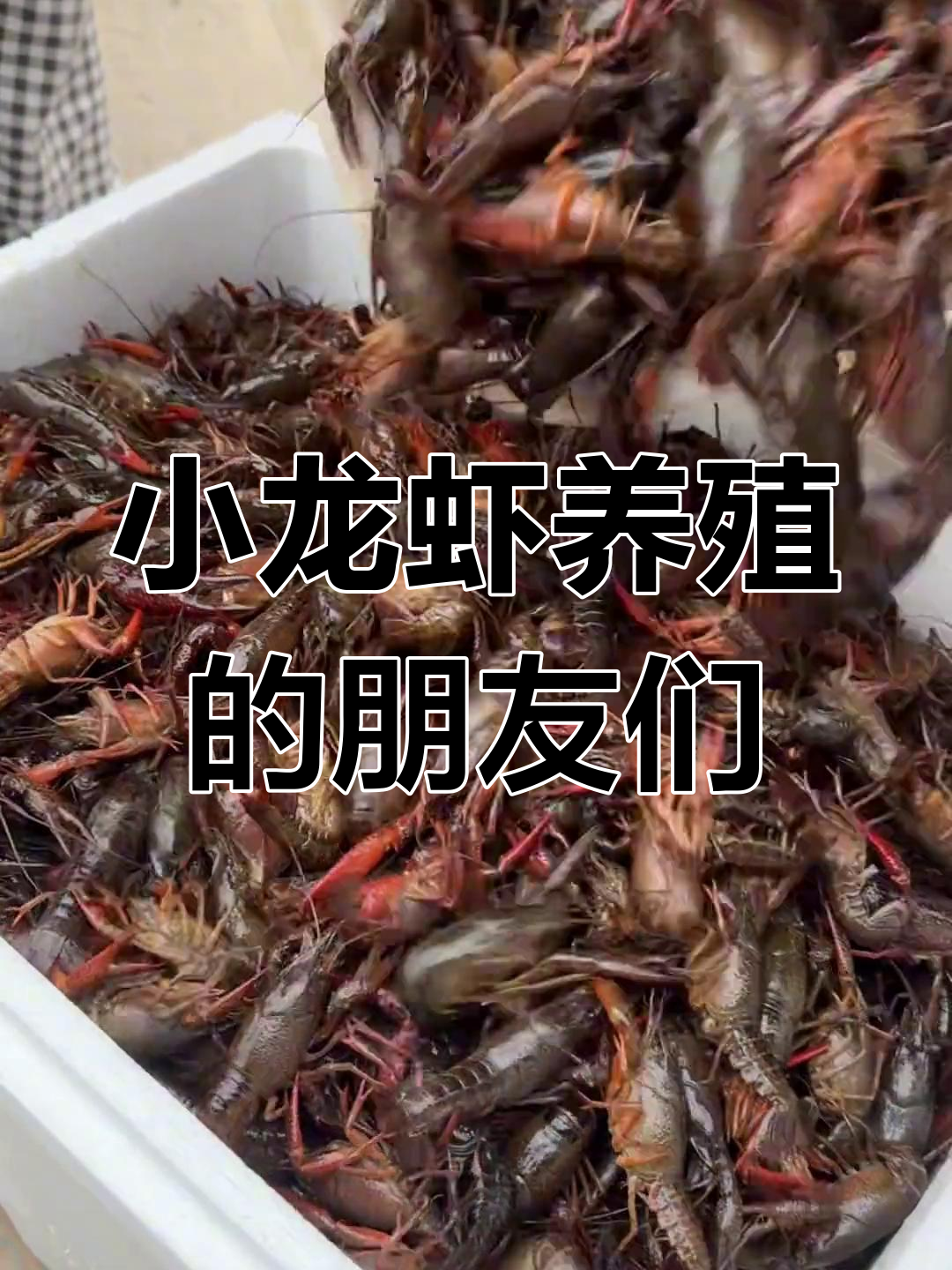 湖南小龙虾养殖,多个朋友一起做更有趣!