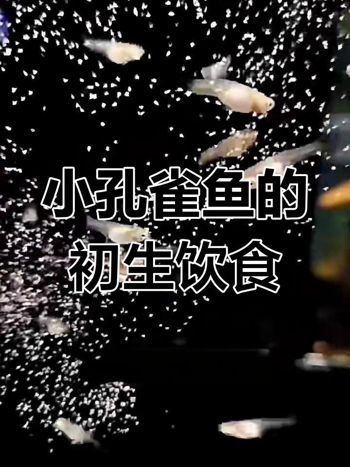 刚出生的小孔雀鱼吃什么?从卵黄到开口喂食全攻略