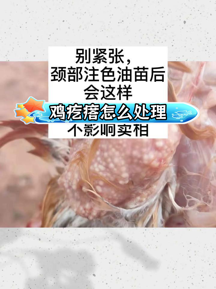 鸡身上小疙瘩的原因及处理