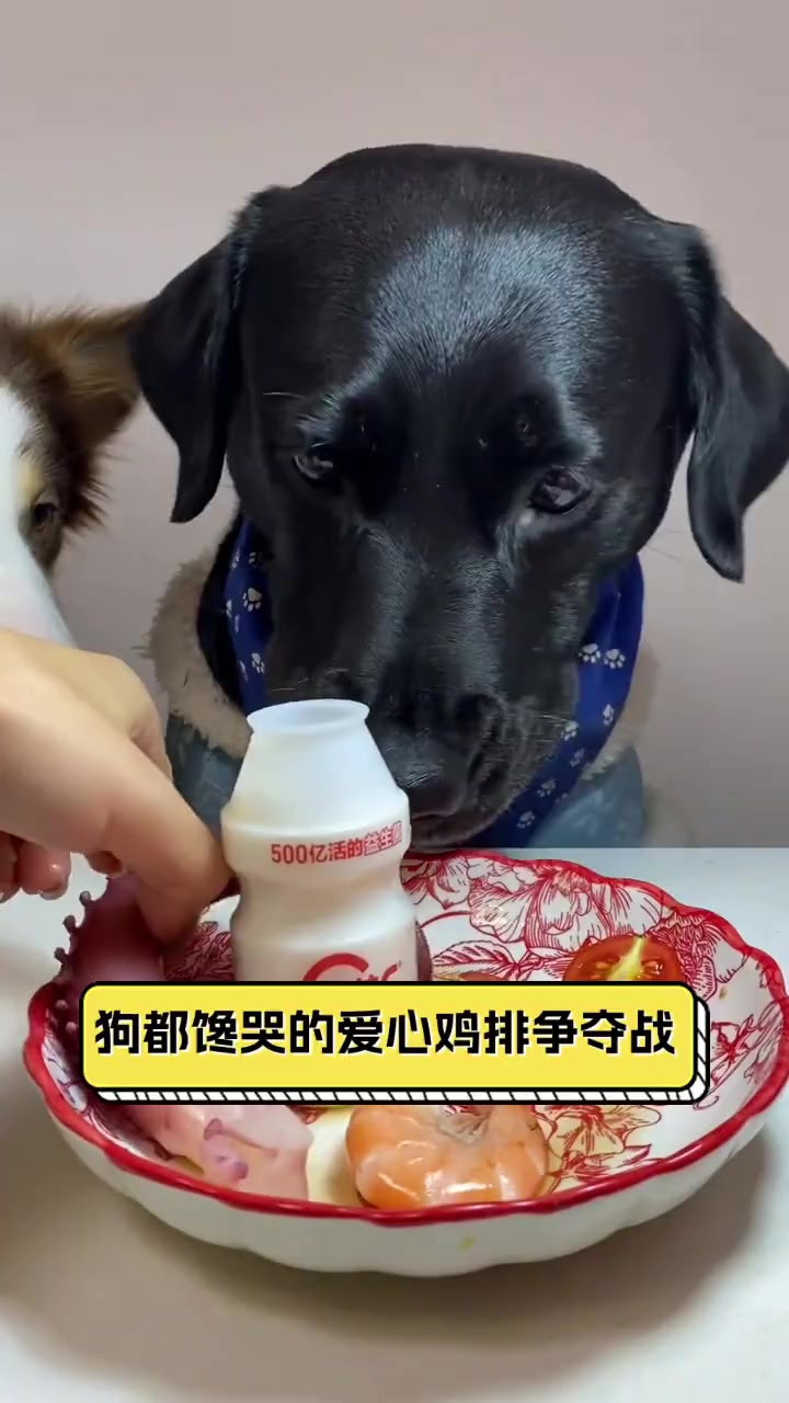狗都馋哭的爱心鸡排争夺战