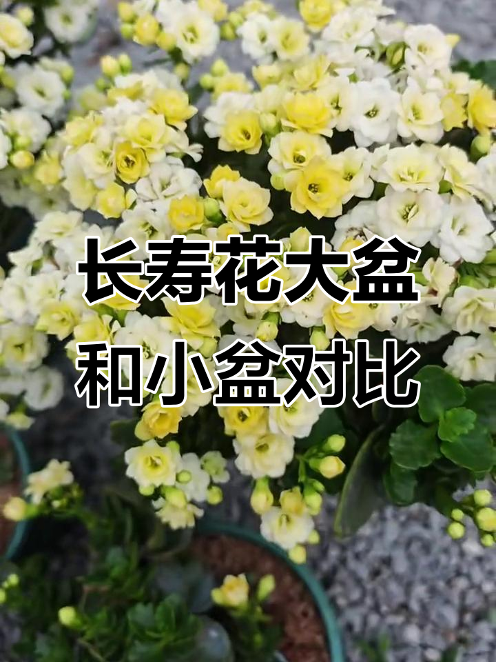 大盆小盆养长寿花,差距竟然这么大!