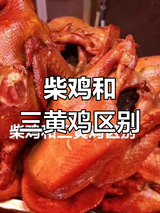 柴鸡与三黄鸡肉质大不同,哪种更香嫩?