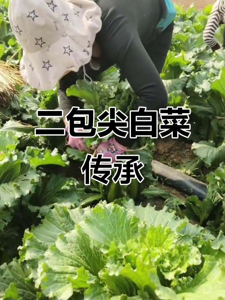 老爸几十年坚持培育二包尖白菜，得到越来越多人支持