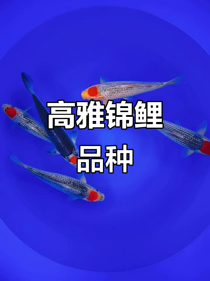 锦鲤品种揭秘:这种鱼高贵又神秘,你见过吗?