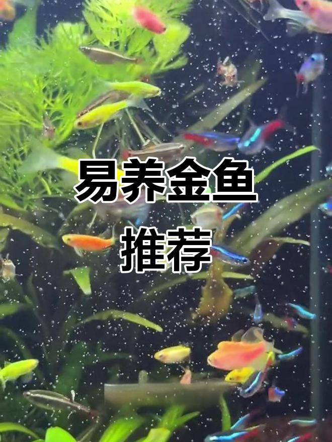白云金丝,美丽又易养,适合新手混养各种小鱼