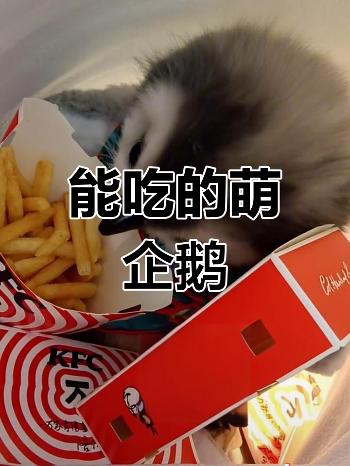 企鹅也能吃成这样,炸鸡薯条蛋糕蛋挞样样来