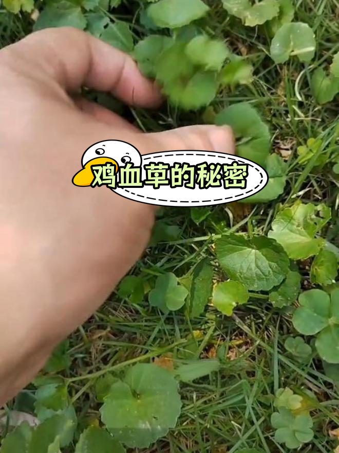 夏季必知草汁,70、80后都喝过