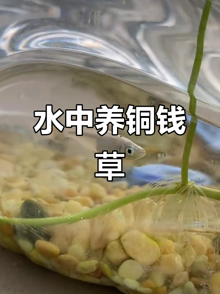 水下种铜钱草,打造生态鱼缸,简单又不怕腐烂