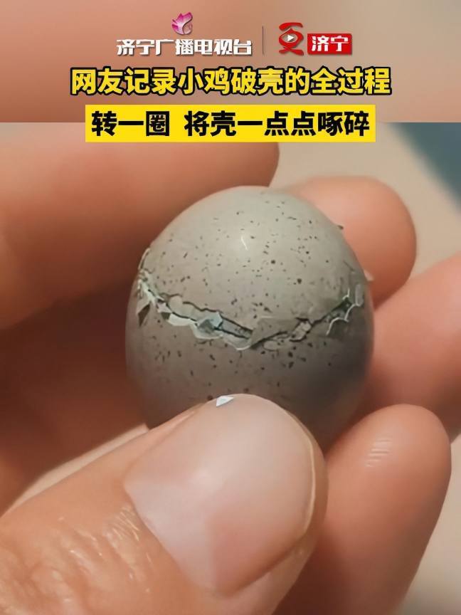 网友记录小鸡破壳的全过程,转一圈 将壳一点点啄碎 奇妙的动物 孵蛋养成计划 孵化