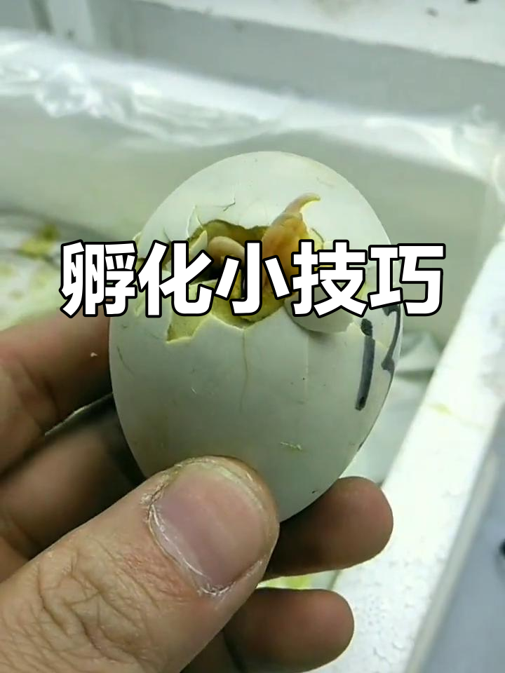 番鸭蛋孵化需35天,保持适宜温度并定期翻动