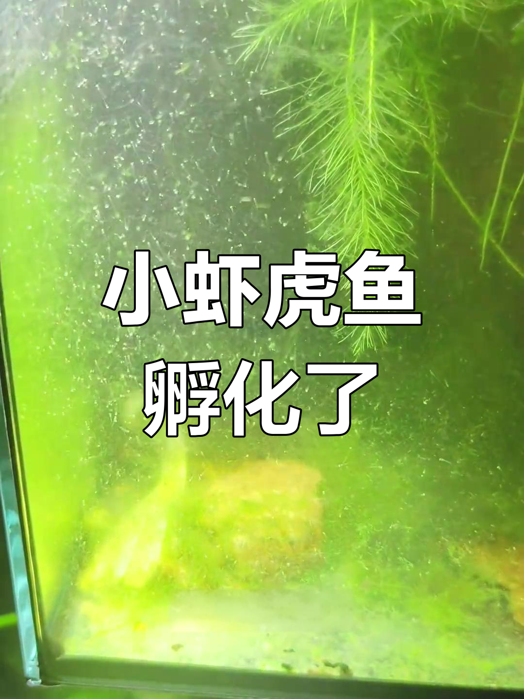虾虎鱼卵孵化成功,如何养护小鱼苗?