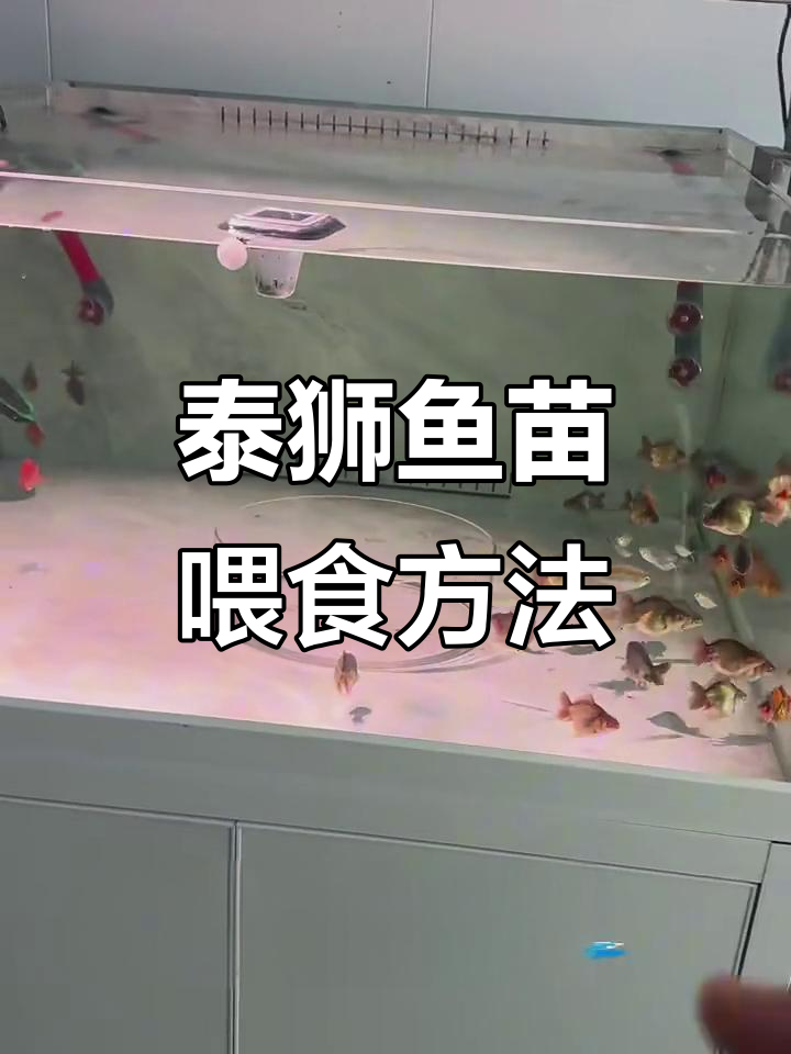 玛丽将军泰狮鱼苗喂食技巧,早起第一顿饭操作全解析
