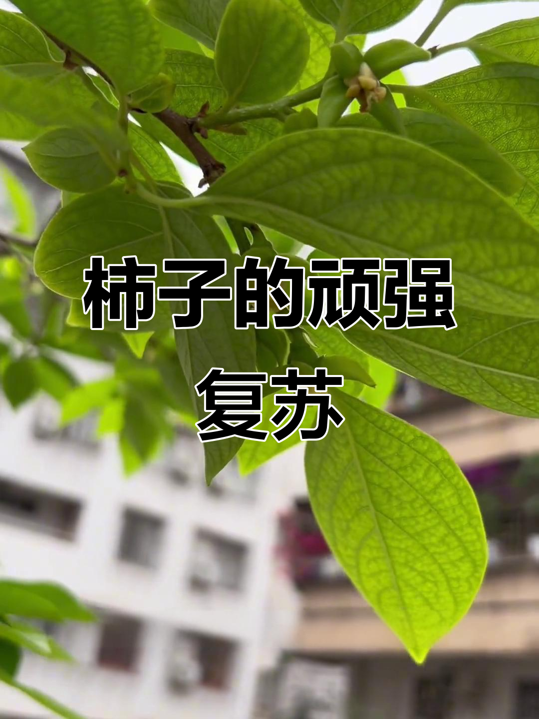 柿子树生死时速:从干枯到重生,生命的奇迹