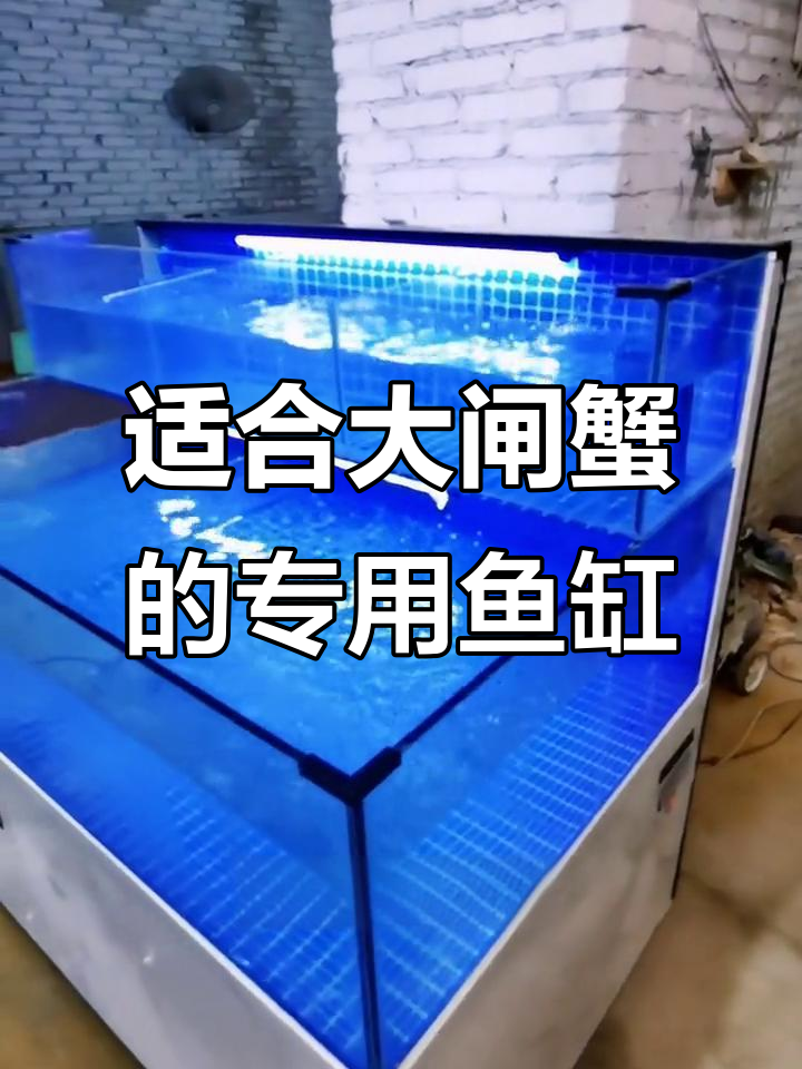 大闸蟹养殖必备鱼缸,调节水位轻松养淡水鱼