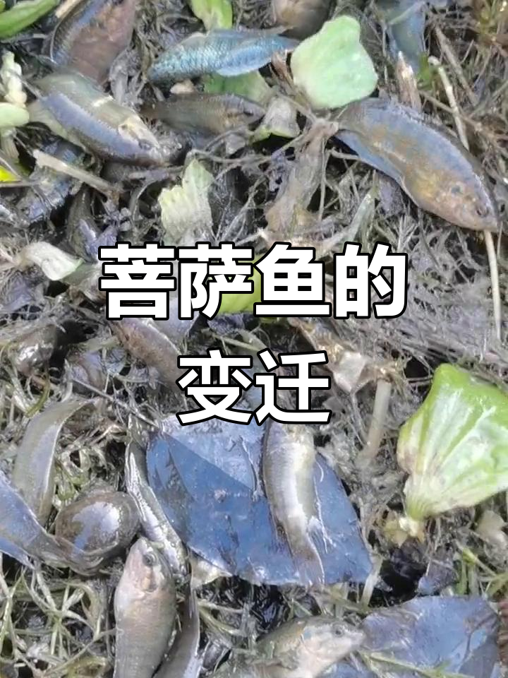 从泛滥到消失,菩萨鱼为何遭遇灭绝危机?