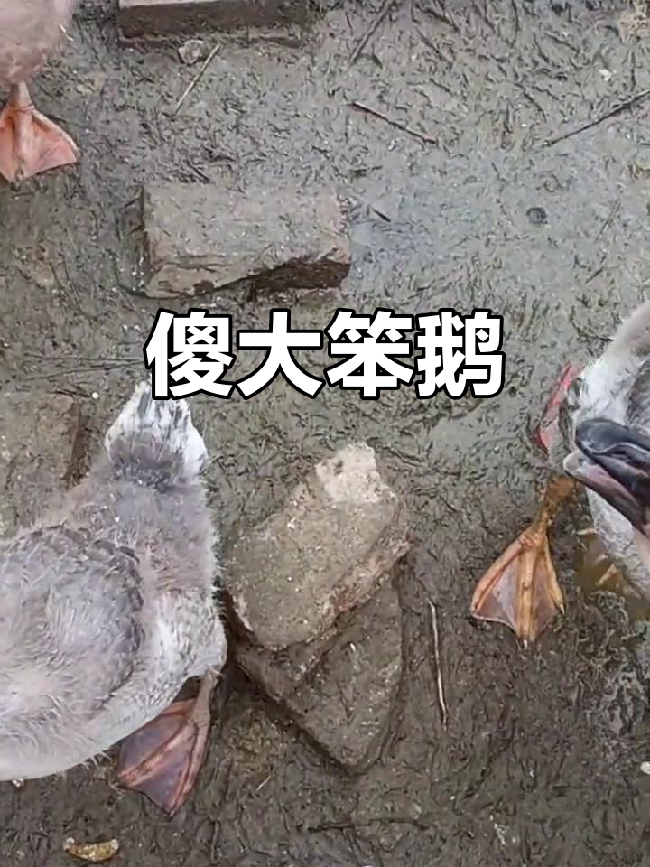 大种鹅的搞笑日常，误以为是鸭还是鹅？