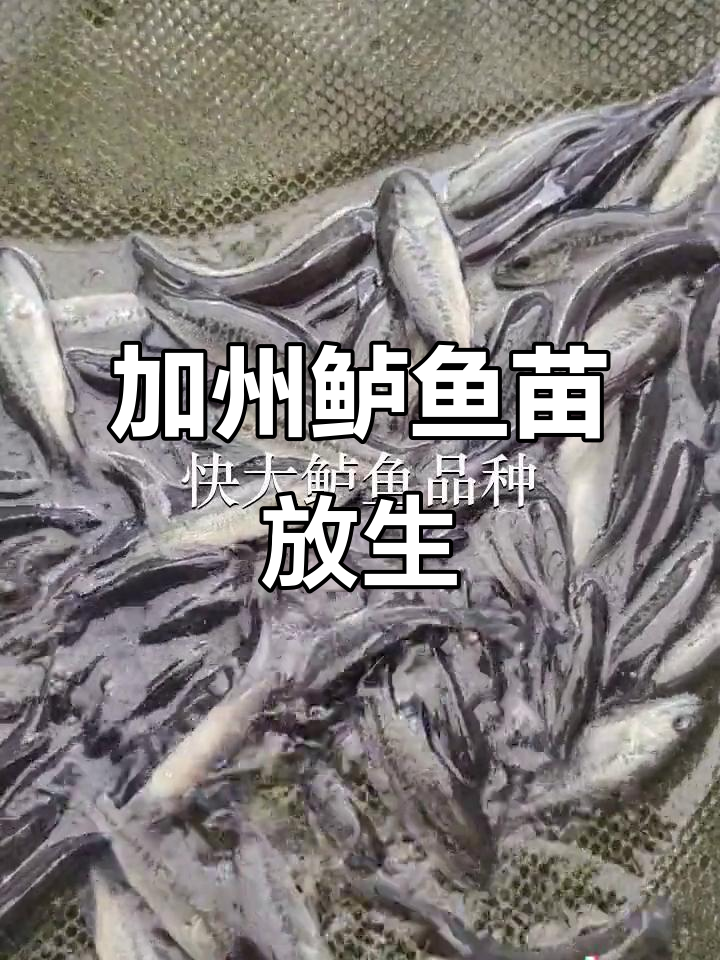 惠州白花鱼苗场:加州鲈鱼苗打包发货,规格8-10厘米