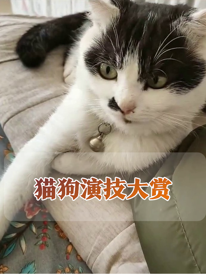 黑白猫秒变表情包,虎斑猫摆烂式打哈欠,小狗路过一脸懵