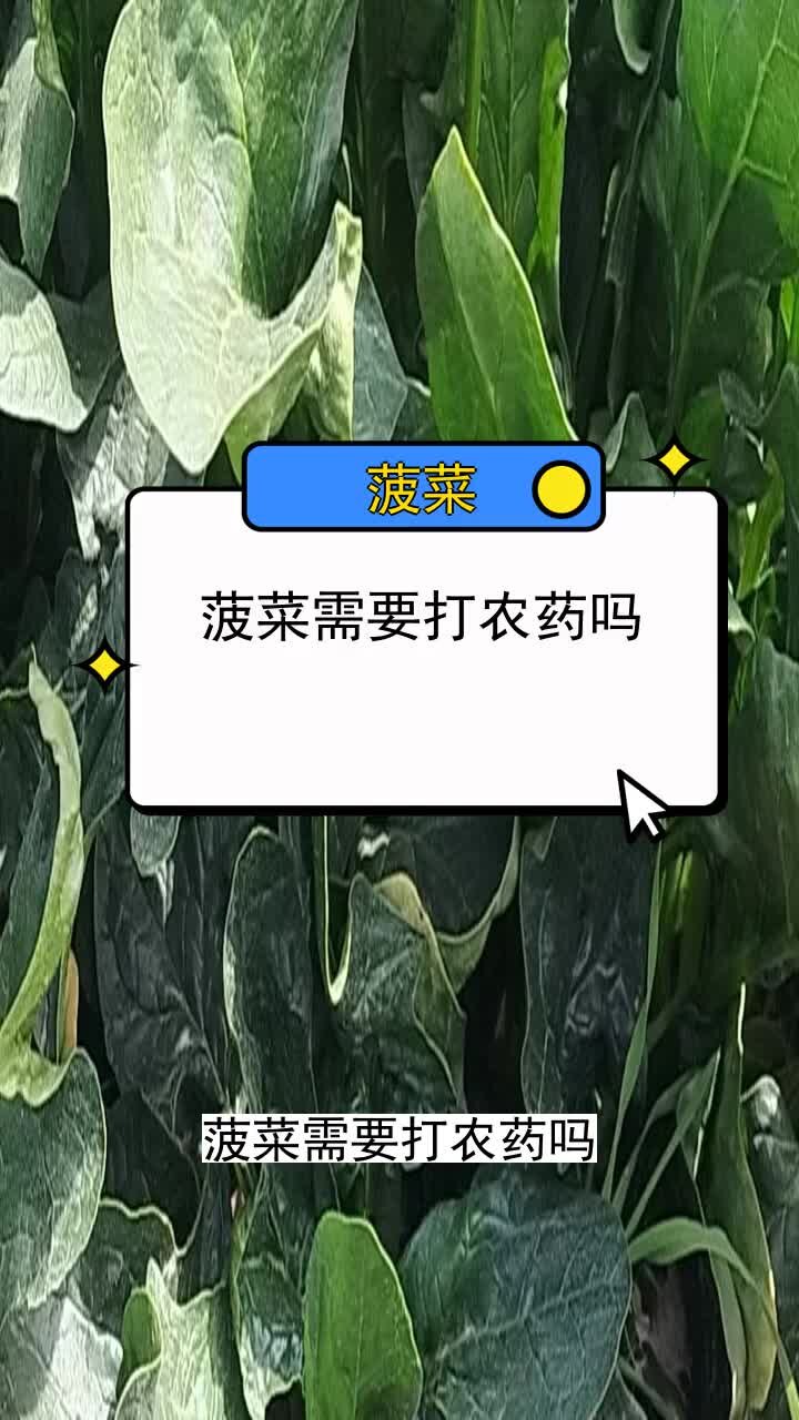 菠菜需要打农药吗 三农种植 农业种植
