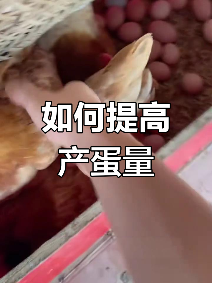 母鸡下蛋少的原因及解决方法