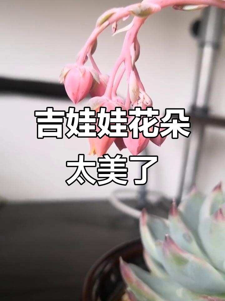 多肉植物吉娃娃的花朵，娇嫩可爱，一串小灯笼般的美丽