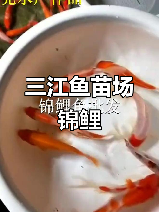 柳州市三江鱼苗场:十公分红白锦鲤,放生武冈市