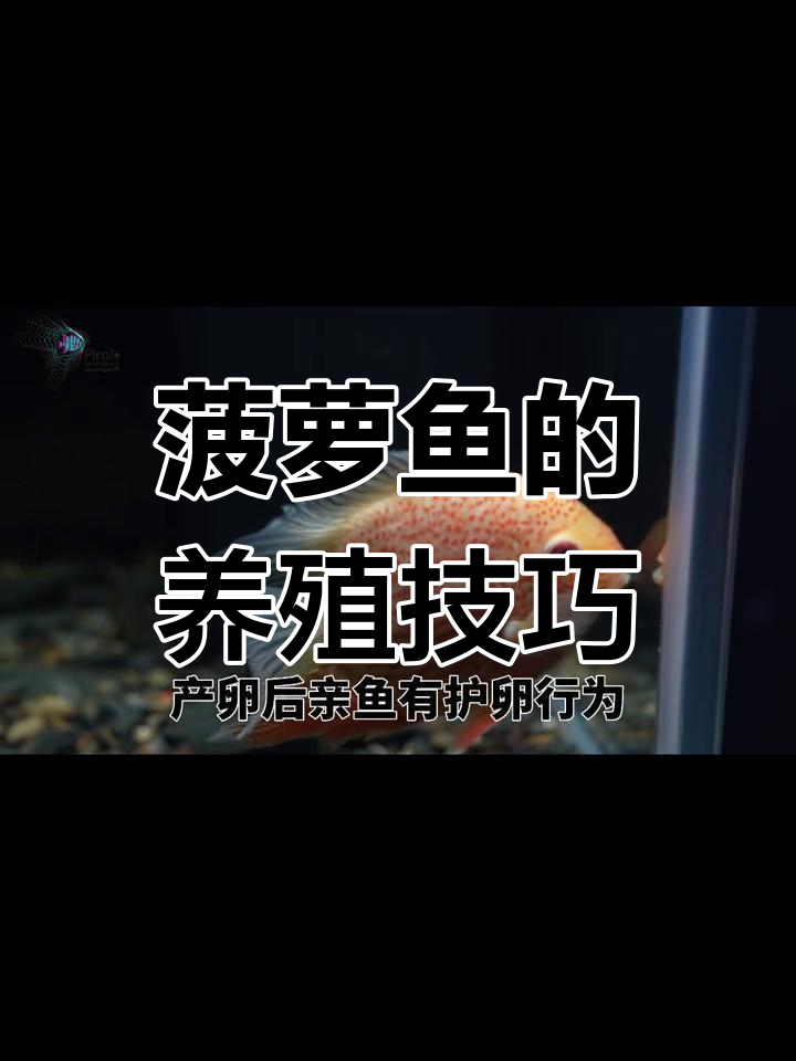 菠萝鱼饲养与繁殖全攻略