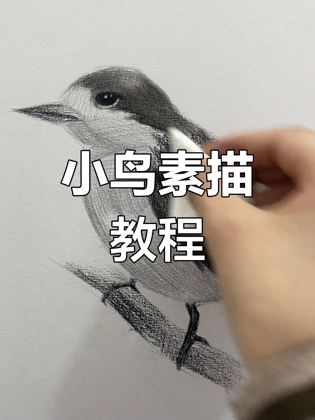 轻松学会小鸟素描,简单步骤教你画出可爱小生命