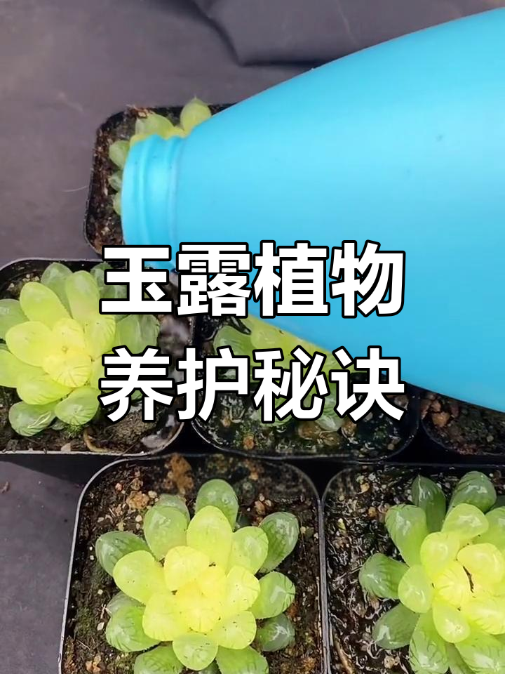 玉露多肉喜阴不喜阳,控养技巧全解析