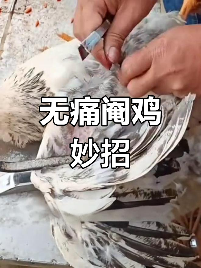 阉鸡不必开刀,这个方法轻松又实用!
