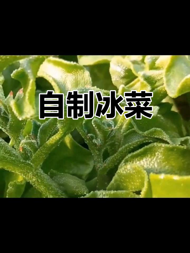 好久没尝冰菜,自己种点来吃,健康又新鲜!