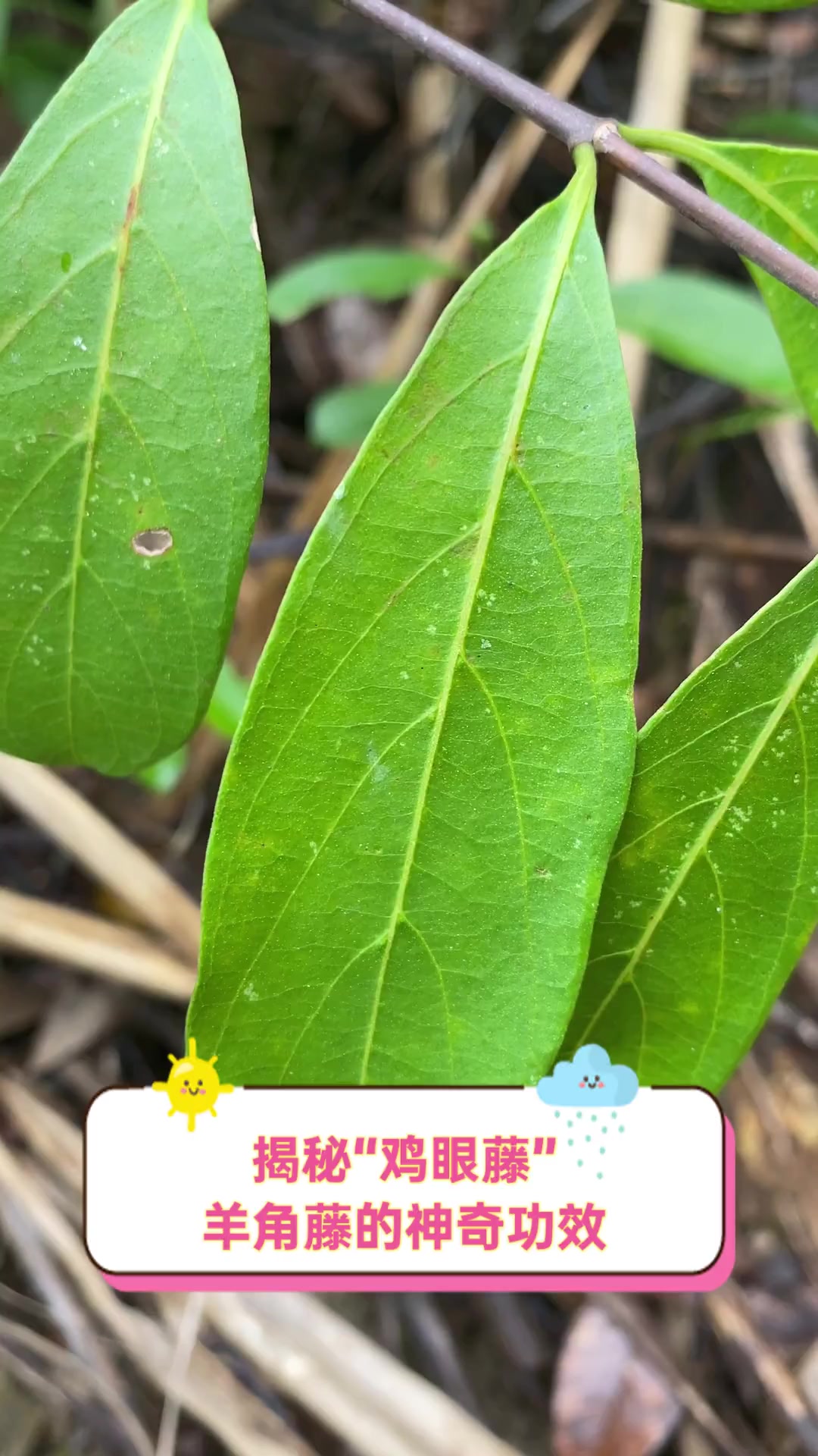 揭秘“鸡眼藤”羊角藤的神奇功效