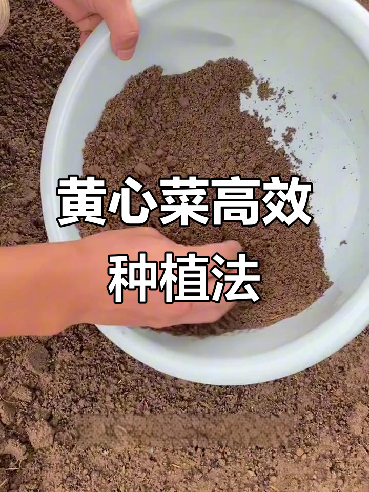 黄心菜种植全攻略，轻松掌握小技巧