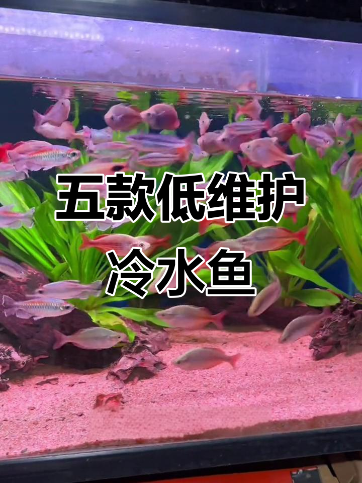 5种超耐养的冷水鱼，几乎不需要照顾