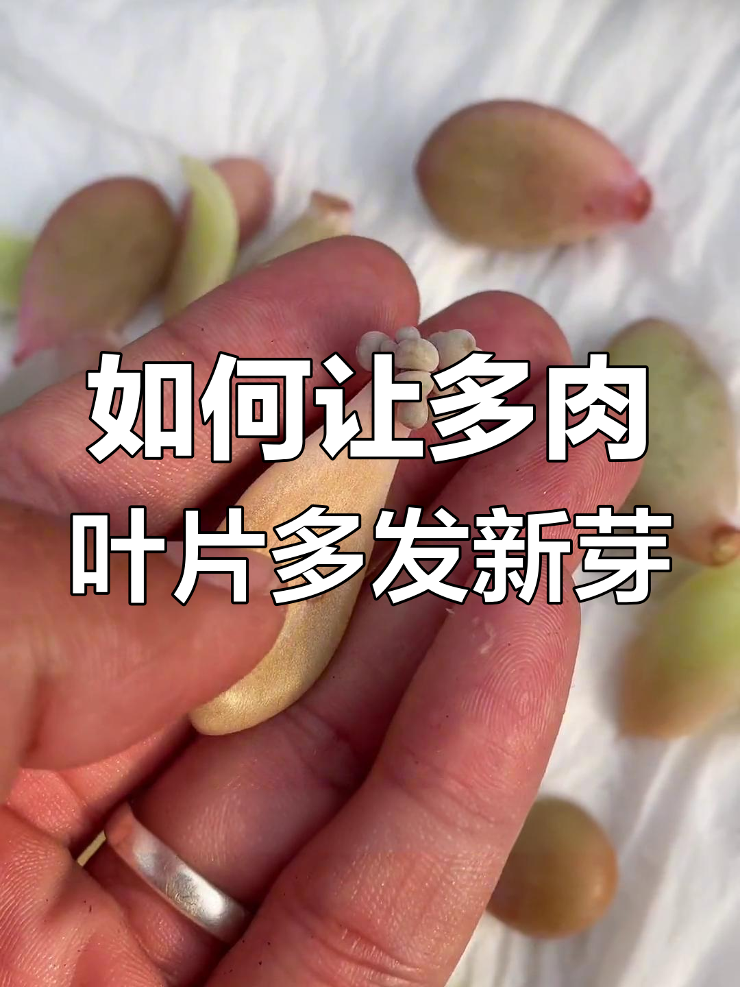 多肉叶插只生根不发芽?教你提高出芽率的小技巧