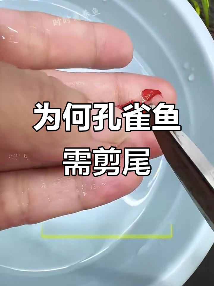 孔雀鱼尾巴过大为何要剪?了解原因和注意事项