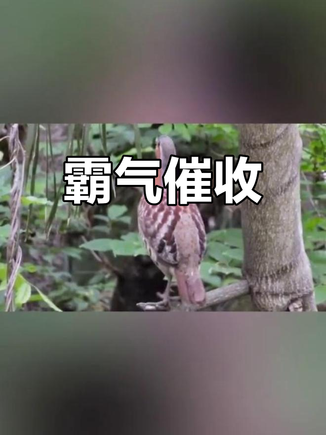金融圈大佬竹鸡展现强势催收,震撼全场!