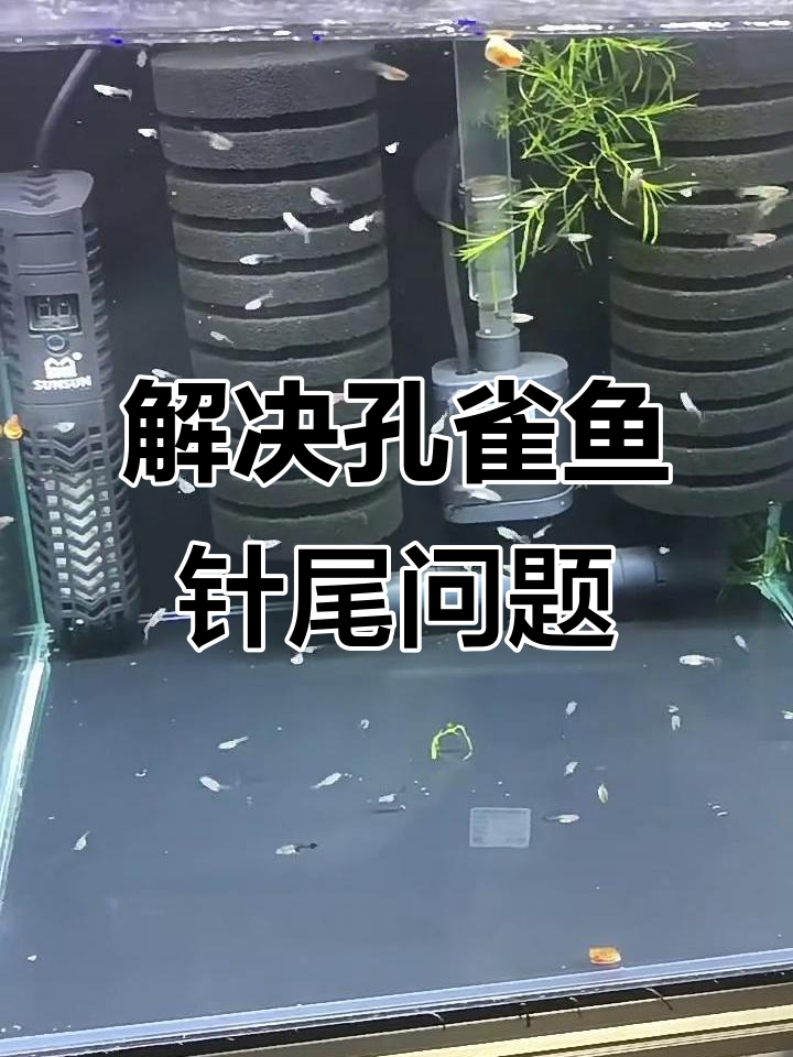 孔雀鱼苗针尾怎么办?这些方法能解决