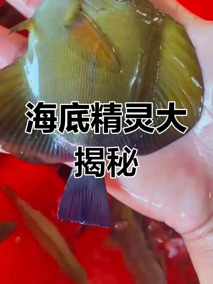 海洋中的美丽生物,每条鱼都有独特名字,值得一看!