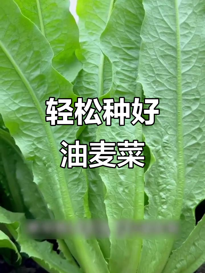 油麦菜种植小技巧,移栽、浇水全搞定